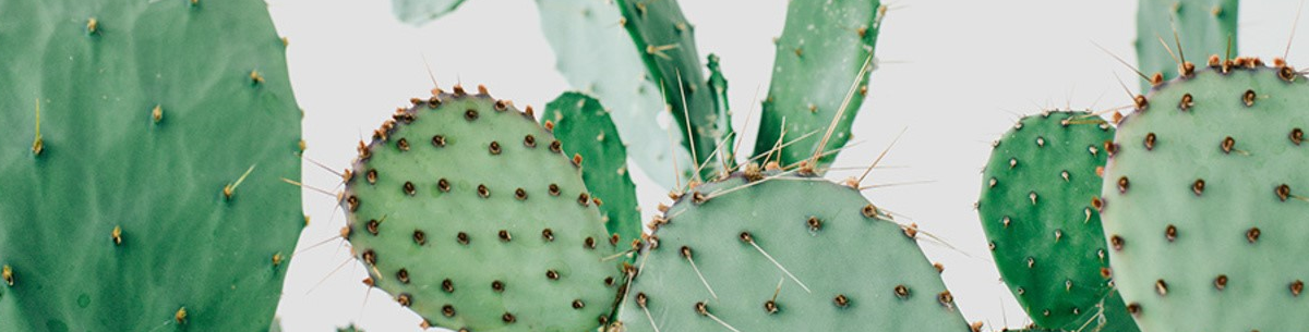 cactusfinal